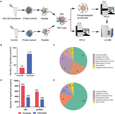 Proteome and Phosphoproteome Analyses Reveal the Kinase Regulatory Network Involved in Glycogen Synthesis Kinase 3β